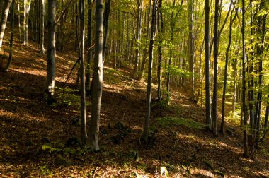 sisli sonbahar orman
