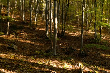 sisli sonbahar orman