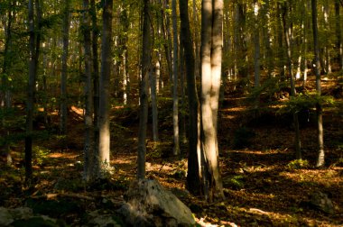 sisli sonbahar orman