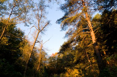 sisli sonbahar orman
