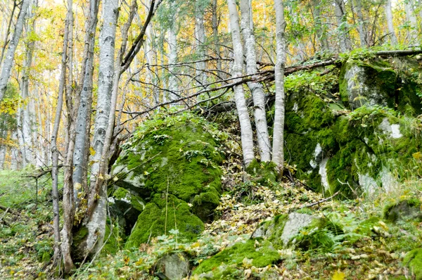 Misty Autumn Forest — Stock Photo, Image