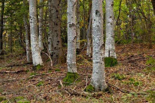 Dimmiga hösten skogen — Stockfoto