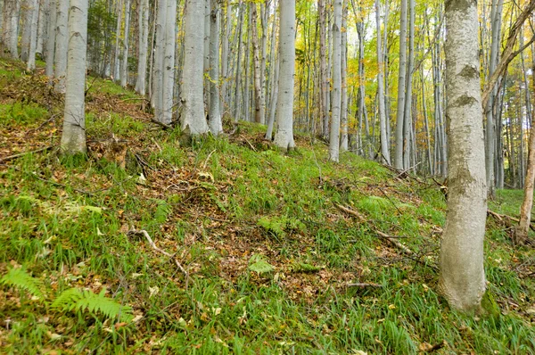 Mistige herfst bos — Stockfoto