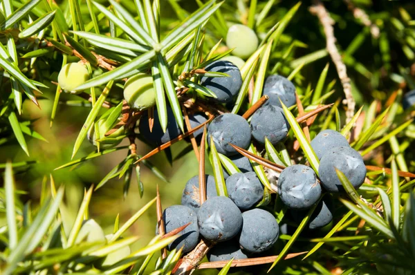 Juniper Tree — Stock Photo, Image