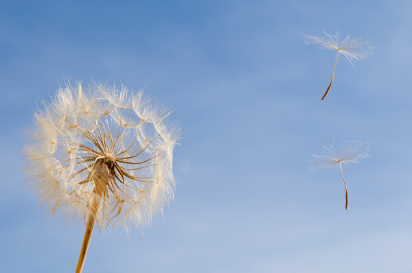 Dandelion