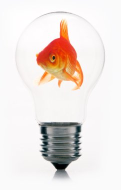 Goldfish ampul içinde