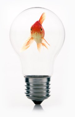 Goldfish ampul içinde
