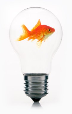 Goldfish ampul içinde