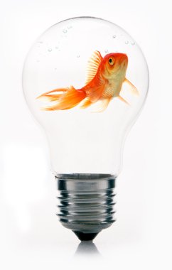 Goldfish ampul içinde