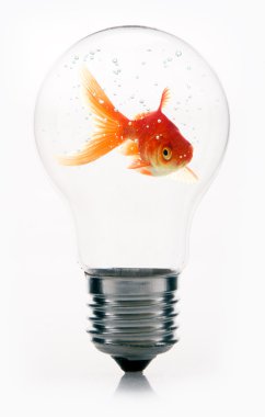 Goldfish ampul içinde