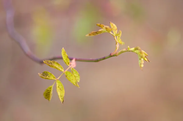 Листья брусники — стоковое фото