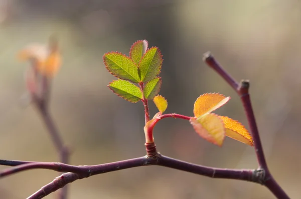 Шипшина листя — стокове фото