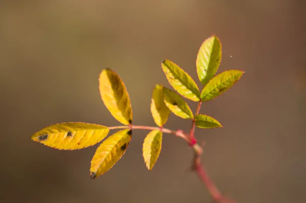 Briar das folhas — Fotografia de Stock