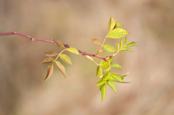 Листья брусники — стоковое фото
