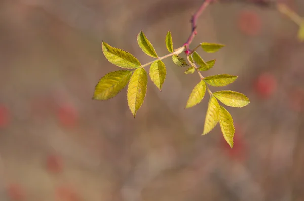 Briar das folhas — Fotografia de Stock