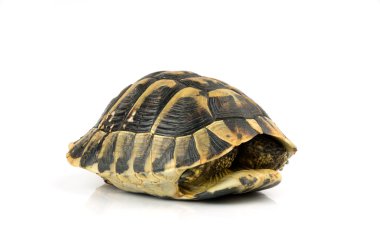 Kaplumbağa üzerinde beyaz