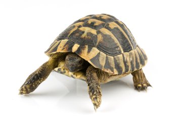 Kaplumbağa üzerinde beyaz