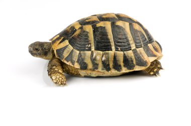 Kaplumbağa üzerinde beyaz