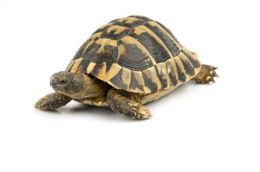 Kaplumbağa üzerinde beyaz