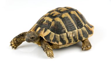 Kaplumbağa üzerinde beyaz