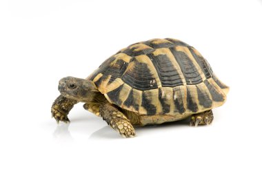 Kaplumbağa üzerinde beyaz