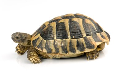 Kaplumbağa üzerinde beyaz