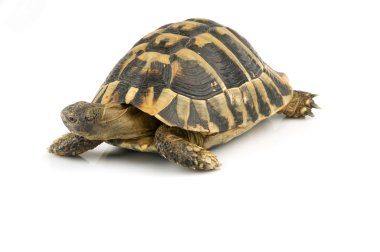 Kaplumbağa üzerinde beyaz