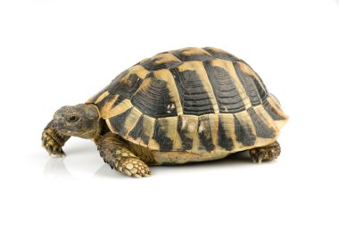 Kaplumbağa üzerinde beyaz