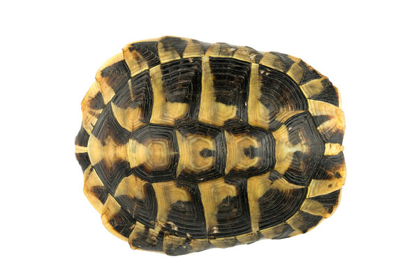 Черепаха на белом
