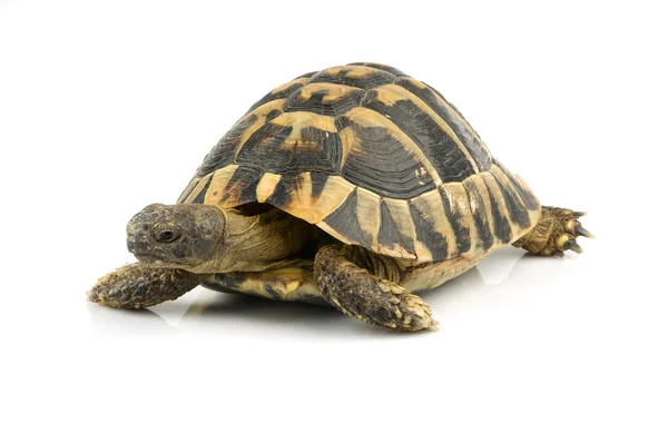 Schildkröte auf Weiß — Stockfoto