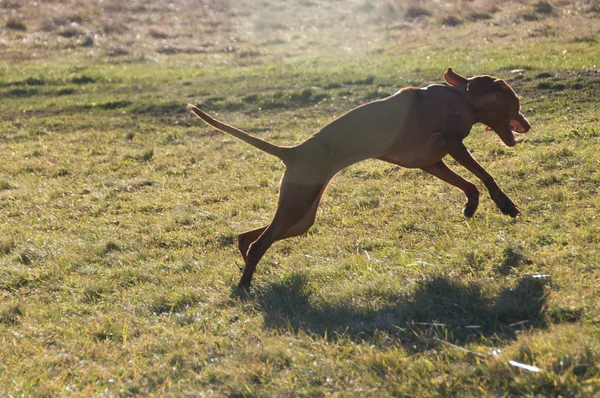 Batalla corriendo — Foto de Stock