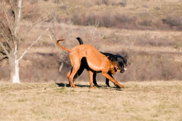 Running battle — Stock Photo, Image