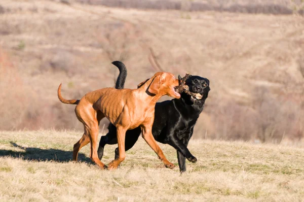 Running battle — Stock Photo, Image