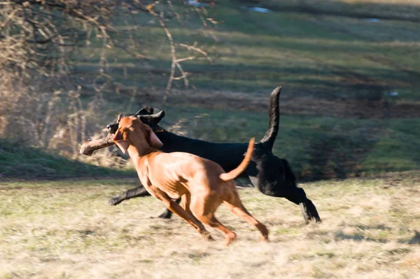 Batalla corriendo —  Fotos de Stock