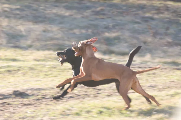 Batalla corriendo —  Fotos de Stock