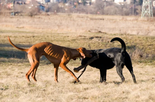 Running battle — Stock Photo, Image