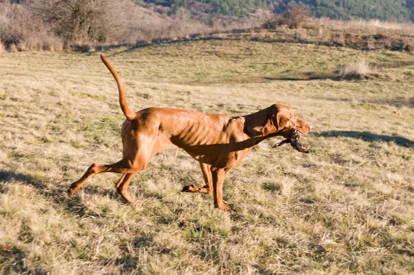 Running battle — Stock Photo, Image