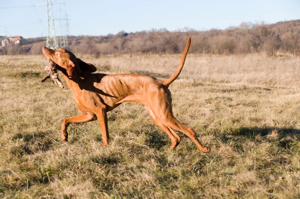 Stock image running battle