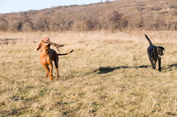 Running battle — Stock Photo, Image