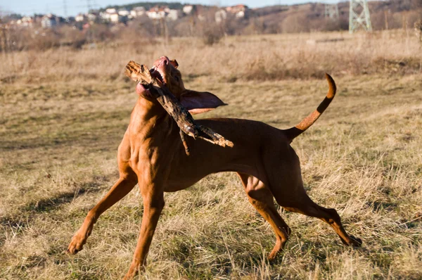 Running battle — Stock Photo, Image