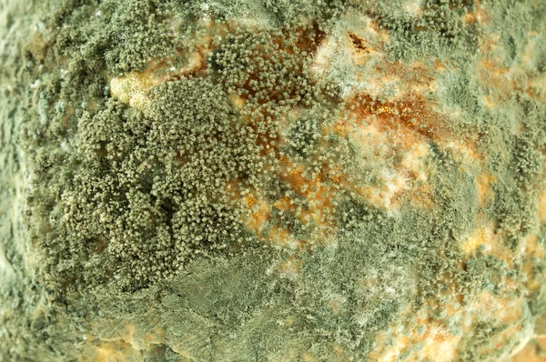 面包上的霉菌 — 图库照片