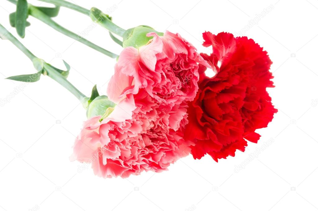 carnations