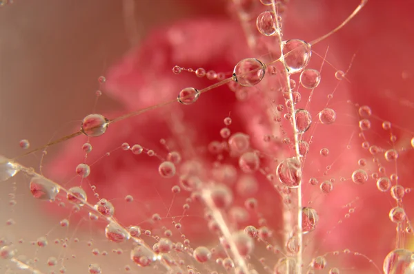 Gotas de agua — Foto de Stock