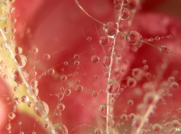 Gotas de agua — Foto de Stock