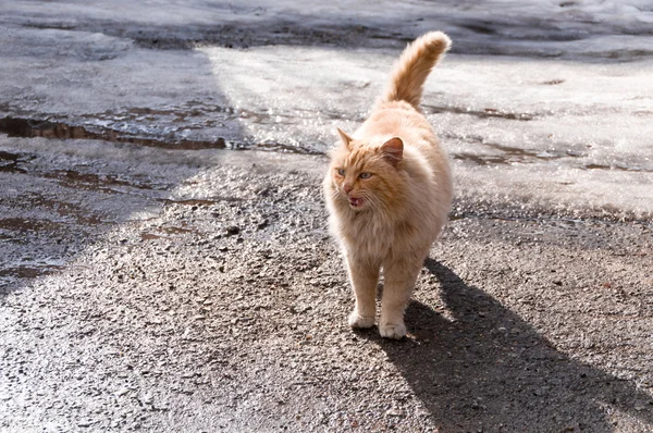 Katt på gatan — Stockfoto
