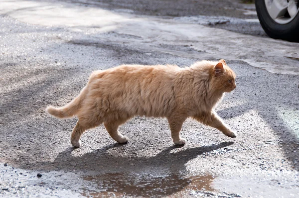 Кошка на улице Стоковое Фото