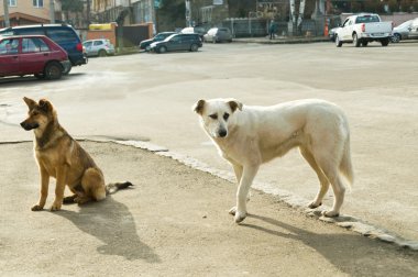 sokak sokak köpekleri