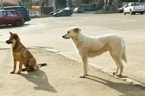 Perros callejeros en la calle — Foto de Stock