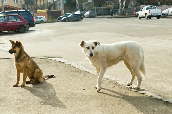 Бродячі собаки на вулиці — стокове фото