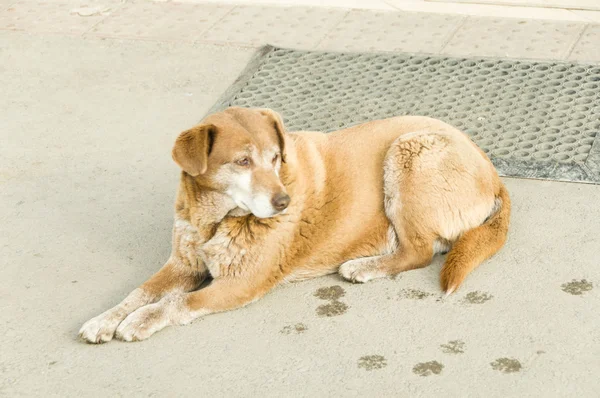 Straßenhunde auf der Straße — Stockfoto